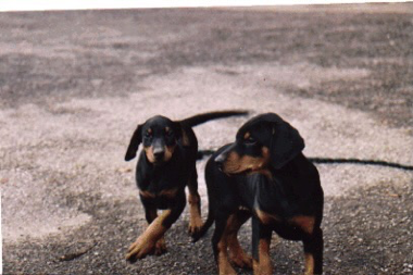ardea_schwester